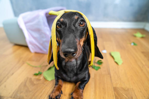 istock Cute dachshund with banana peel hat in playful scene 2247543064