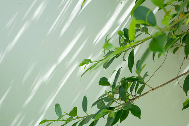 istock Plant green leaf in garden with shadow on the wall background 2247543192
