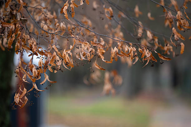 Clusters of dry, curled linden leaves and seed pods hang from thin branches, set against a softly blurred background. The warm brown tones and gentle light emphasize the delicate textures of the withered foliage. The scene captures the quiet, subdued atmosphere of late autumn.
