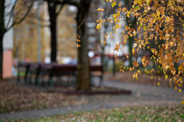 Golden autumn leaves hang from a tree branch in the foreground, softly contrasting with the blurred park benches and pathways behind them. The muted colors and shallow depth of field create a calm, reflective atmosphere. The scene evokes the peaceful transition of the fall season.