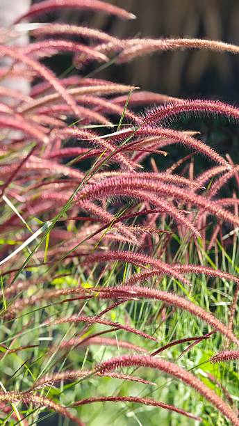 istock Red fountain grass sway by the wind. 2247550513