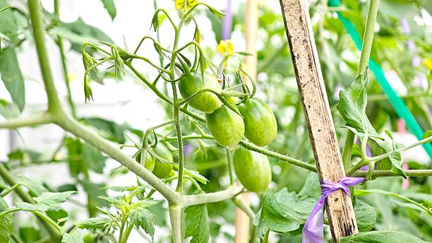 istock Green tomatoes in the garden. 2247551683