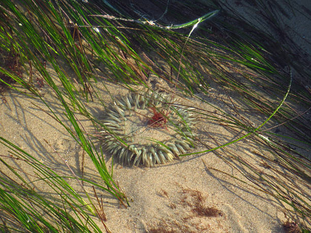 Green Sea Anemone in Grassy Tidal Pool