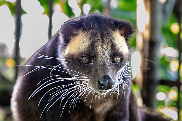 istock Closeup, palm civet in Bali, Indonesia. 2247554400