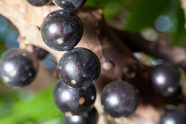 istock Detailed Background of Dark Purple Berries 2247554654