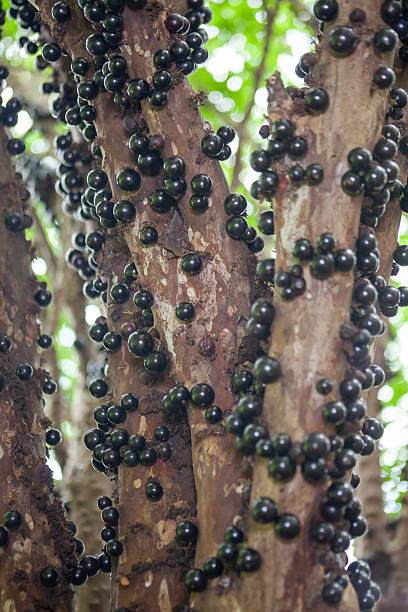 istock Exotic Fruit from Brazil: Organic and Ripe Jabuticaba 2247554656
