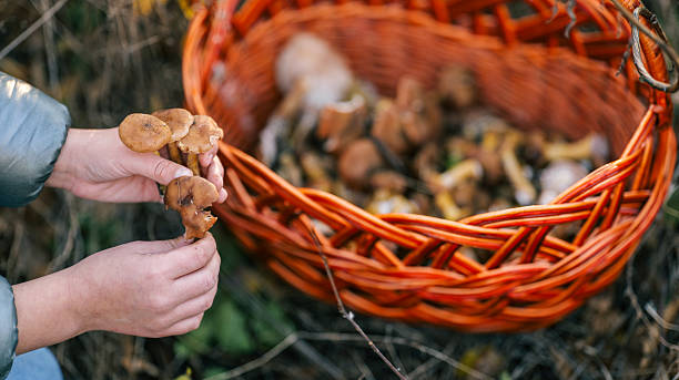 istock Foraging for wild mushrooms in autumn with a wicker basket 2247555725