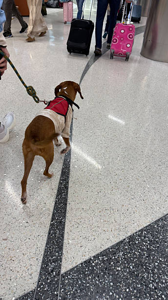 istock Service dog at Dallas Forth Worth Airport 2247556603