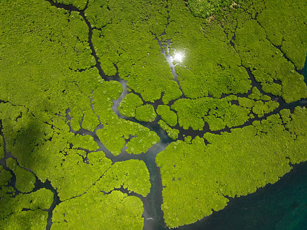 La Romana Seaport, Dominican Republic - December 30, 2025: A lagoon and estuary behind Taino Bay in the Dominican Republic featuring lush greenery and egrets.