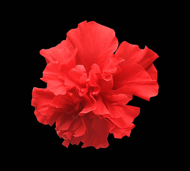 Shoe Flower, Hibiscus, Chinese rose, Hibiscus rosa sinensis, Close up red Hibiscus flower isolated on black background.