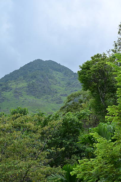 istock Forest view in the mountains of Aceh Besar district. 2247559570
