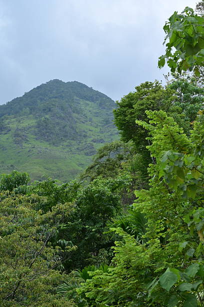 istock Forest view in the mountains of Aceh Besar district. 2247559573