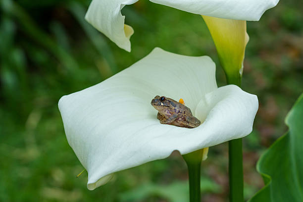 istock Frog among inside lily Ingagi Park View Lodge,Kinigi, Rwanda. 2247560879