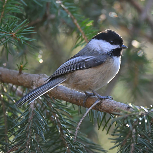 istock Black-capped chickadee posing on evergreen branch, with rim light 2247561637