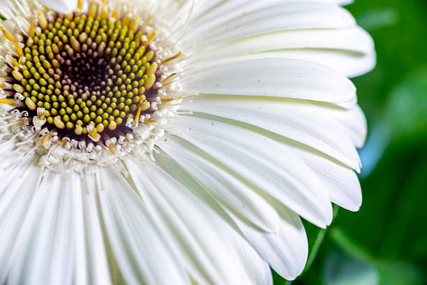 Closeup of a white Gerbera Daisy flower on a blue background