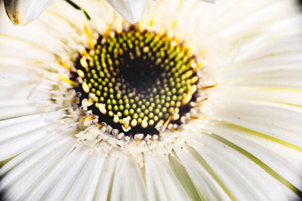 istock Closeup of a white Gerbera Daisy 2247562596