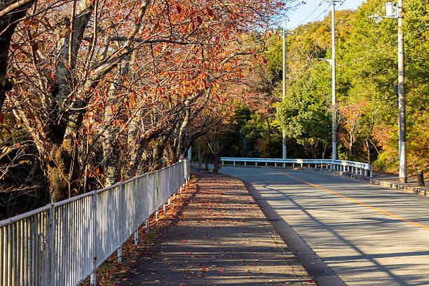 istock An autumn sidewalk with fallen leaves 2247564719
