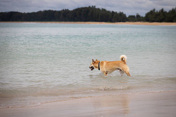 Brown stray dog is walking on the sands at Mai Khao beach, Phuket Island.
