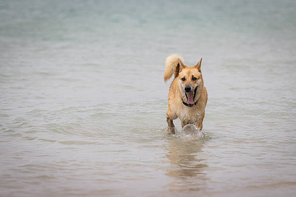 Brown stray dog is walking on the sands at Mai Khao beach, Phuket Island.