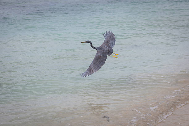 Black-headed heron wading through the sea water at the beach.