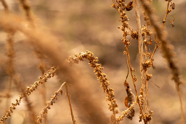Ladybug walking on dry plant at sunset in nature