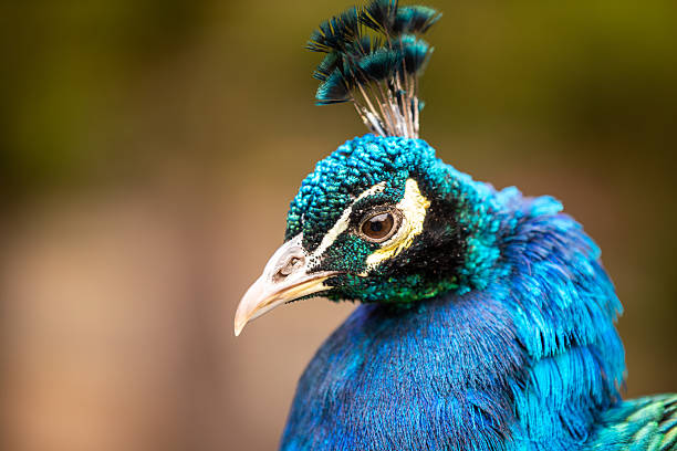 istock Peacock head close-up with vibrant blue feathers 2247567009