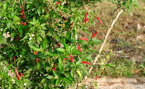 istock Vibrant Red and Green Chili Peppers Growing on Bush 2247568243