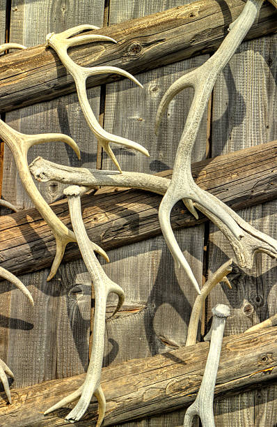 istock Deer antlers on a wooden background closeup 2247571617