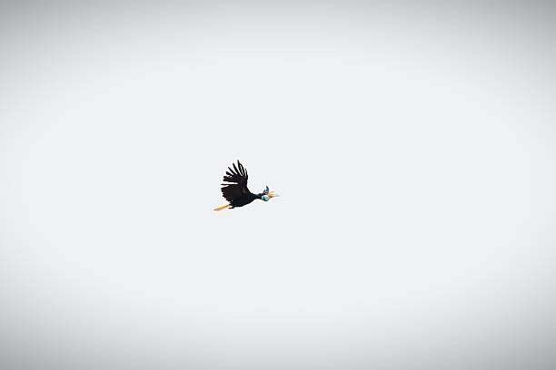 istock Horniths, enggangs, julangs, and kangkarengs, also known as hornbills 2247573030