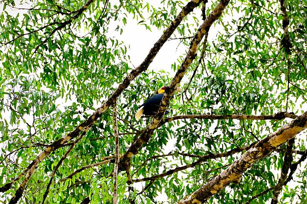istock Horniths, enggangs, julangs, and kangkarengs, also known as hornbills 2247573055