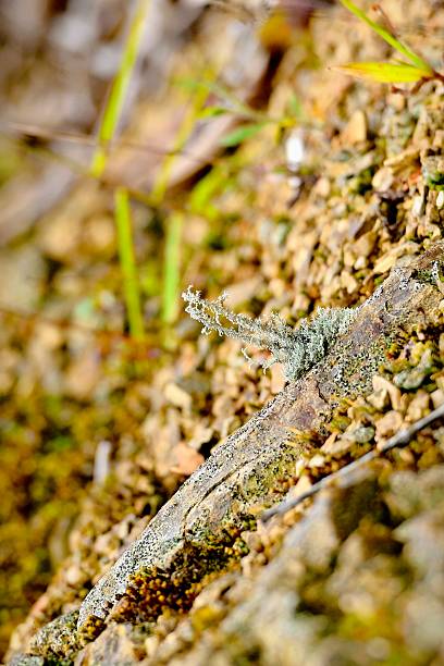 istock Delicate Lichen Growing on Rocky Surface in Soft Natural Light 2247573468