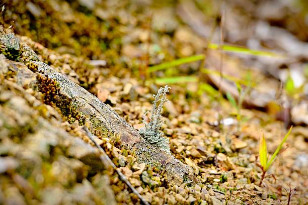 istock Delicate Lichen Growing on Rocky Surface in Soft Natural Light 2247573469