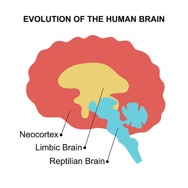 Neo Cortex Humans 110+ Brain Neocortex Stock Photos, Pictures & Royalty-Free Images - iStock