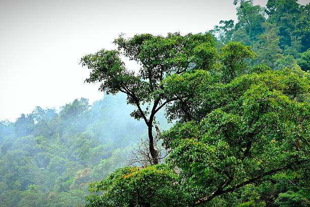 istock Lush Tropical Forest Canopy Against Mountain Backdrop 2247573725