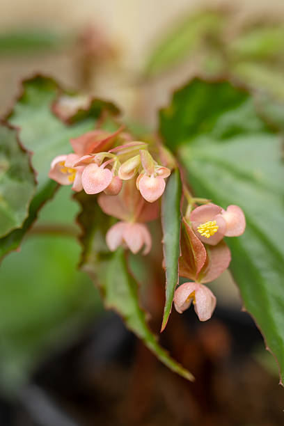 Begonia Coccinea Flower Cluster with Green Leaves