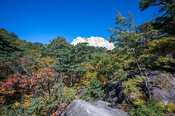 Wonderful autumn colours of the trees in  the  Seoraksan National Park near Sokcho