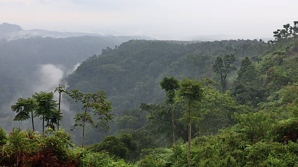 istock Lush green forest covers rolling hills under a hazy sky, creating a serene and peaceful 2247577768