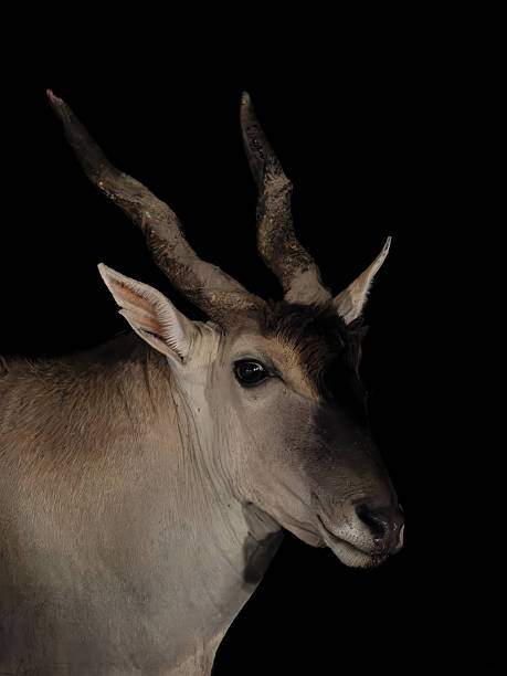 istock Eland Bull portrait with black background 2247577999