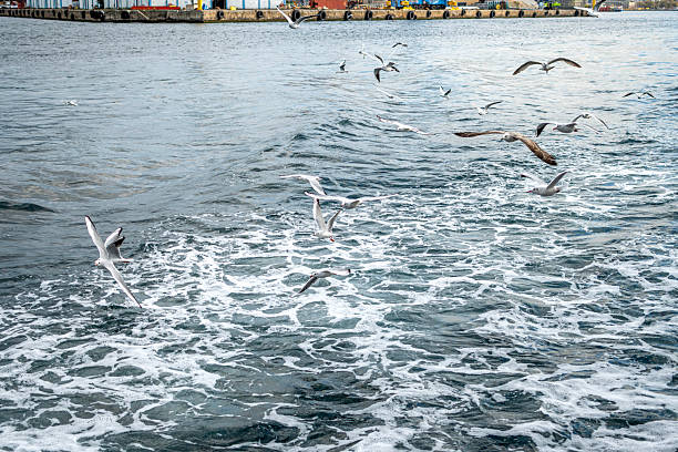 istock Seagulls on the sea 2247579774