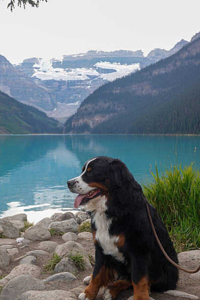 istock Bernese mountain dog resting beside turquoise alpine lake 2247579819