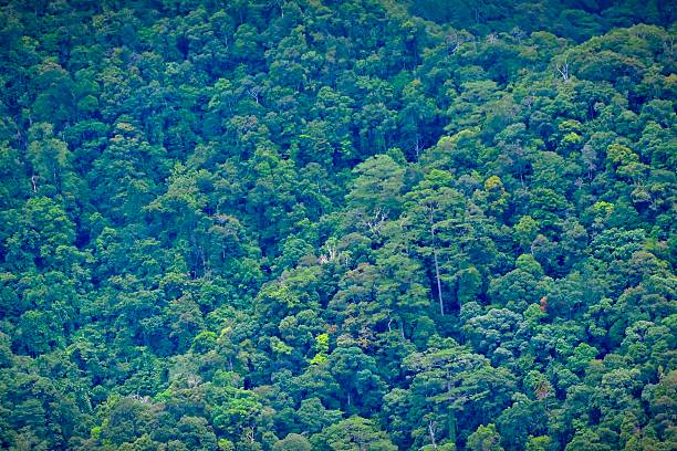 A view of a dense forest in the mountains of Aceh Besar Regency