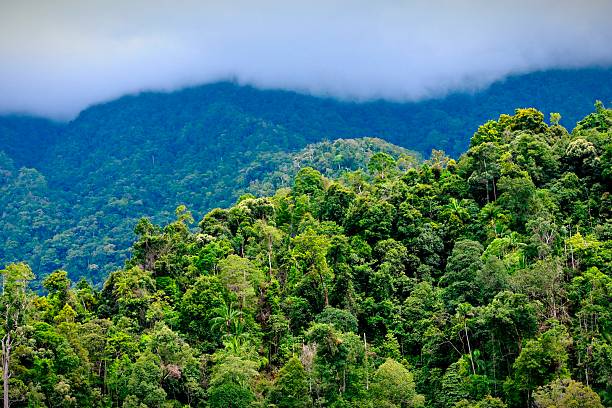 istock A view of a dense forest in the mountains 2247580622