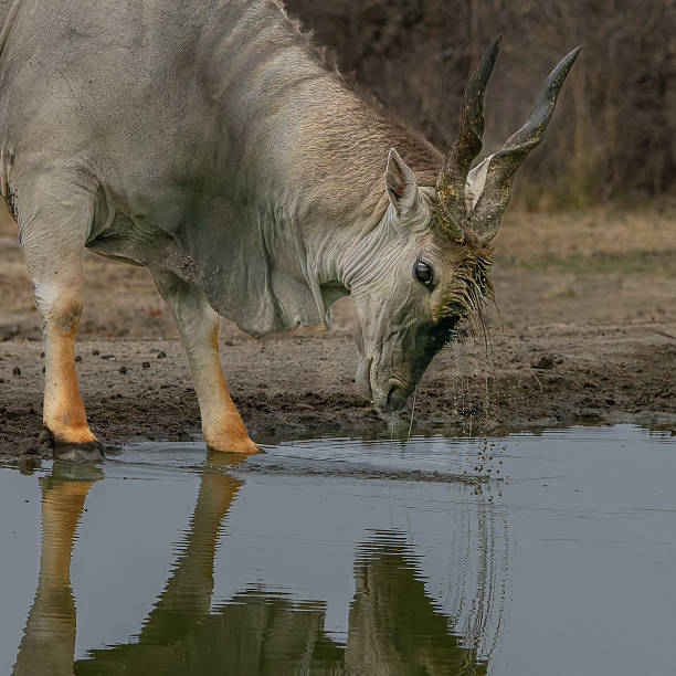 istock Eland Bull wetting hair tuft on forehead 2247580859