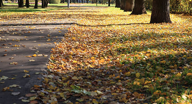 road in autumn day