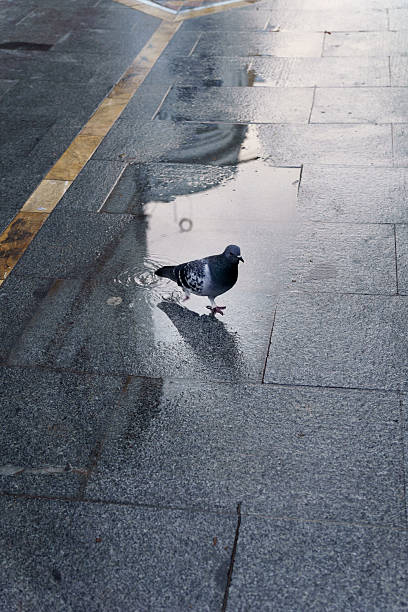 istock Pigeon standing in urban puddle reflecting sky 2247582436