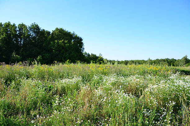 istock Wildflower Meadow on a Sunny Day with a forest in background 2247583390