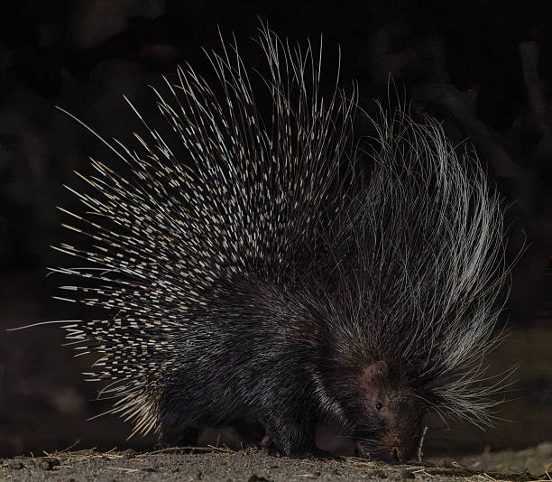 istock Porcupine close up 2247583461