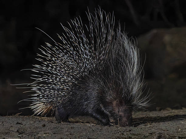 istock Porcupine close up 2247583462