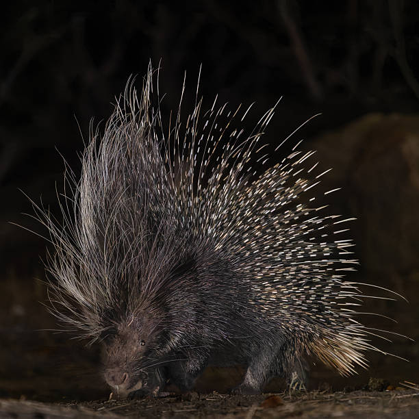 istock Porcupine close up 2247583464
