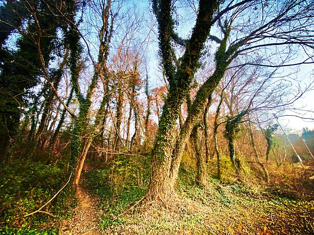 Late Autumn Trees with Kudzu